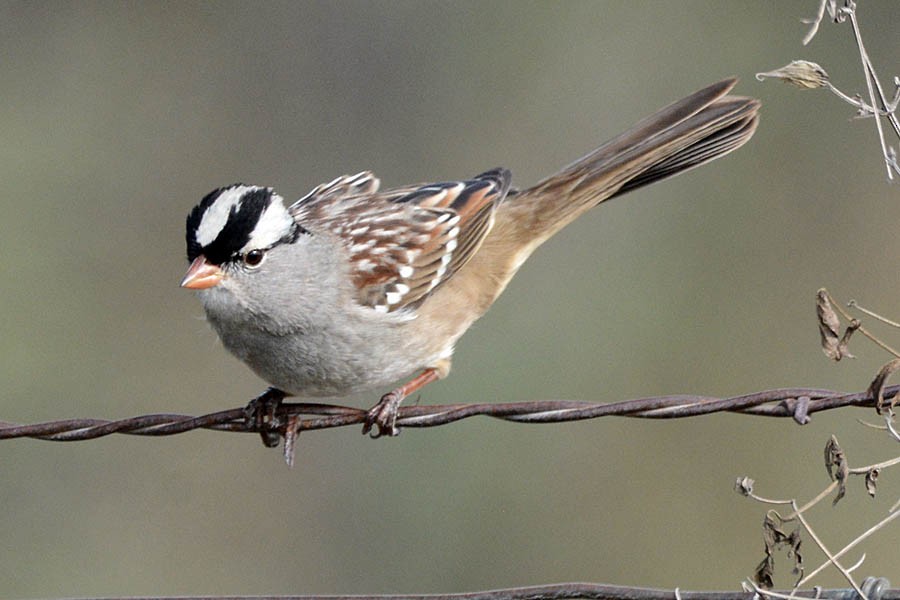 White-crowned Sparrow - ML395115741