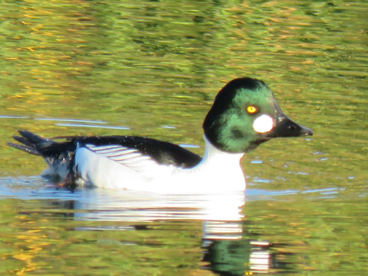 Common Goldeneye - ML395116891