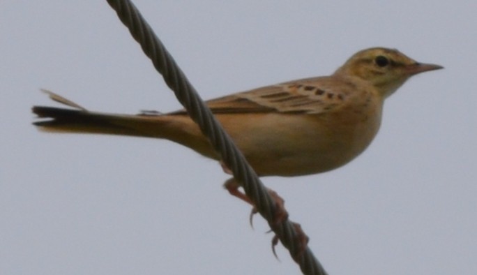 Tawny Pipit - ML395118191