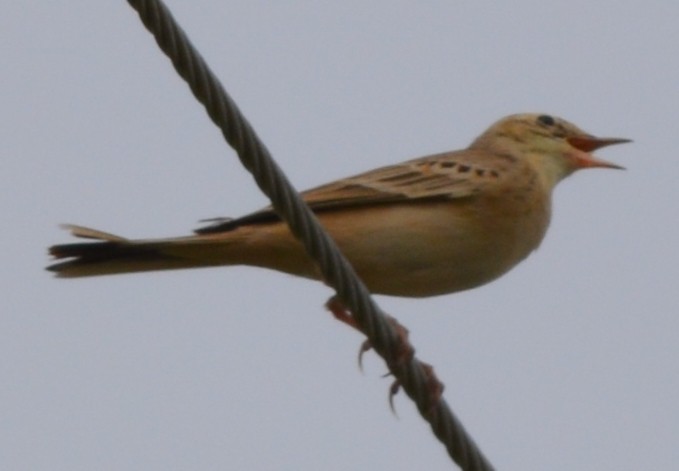 Tawny Pipit - ML395118221