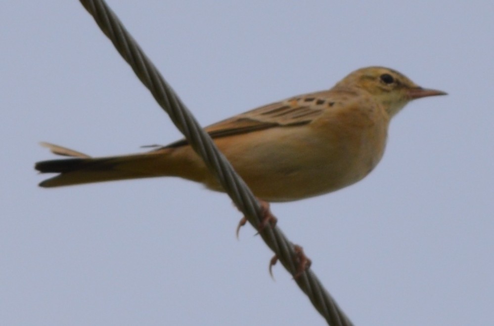 Tawny Pipit - ML395118241