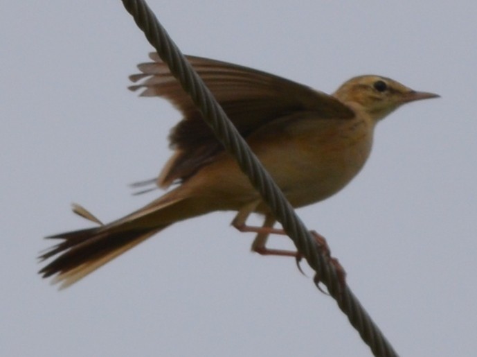 Tawny Pipit - ML395118251