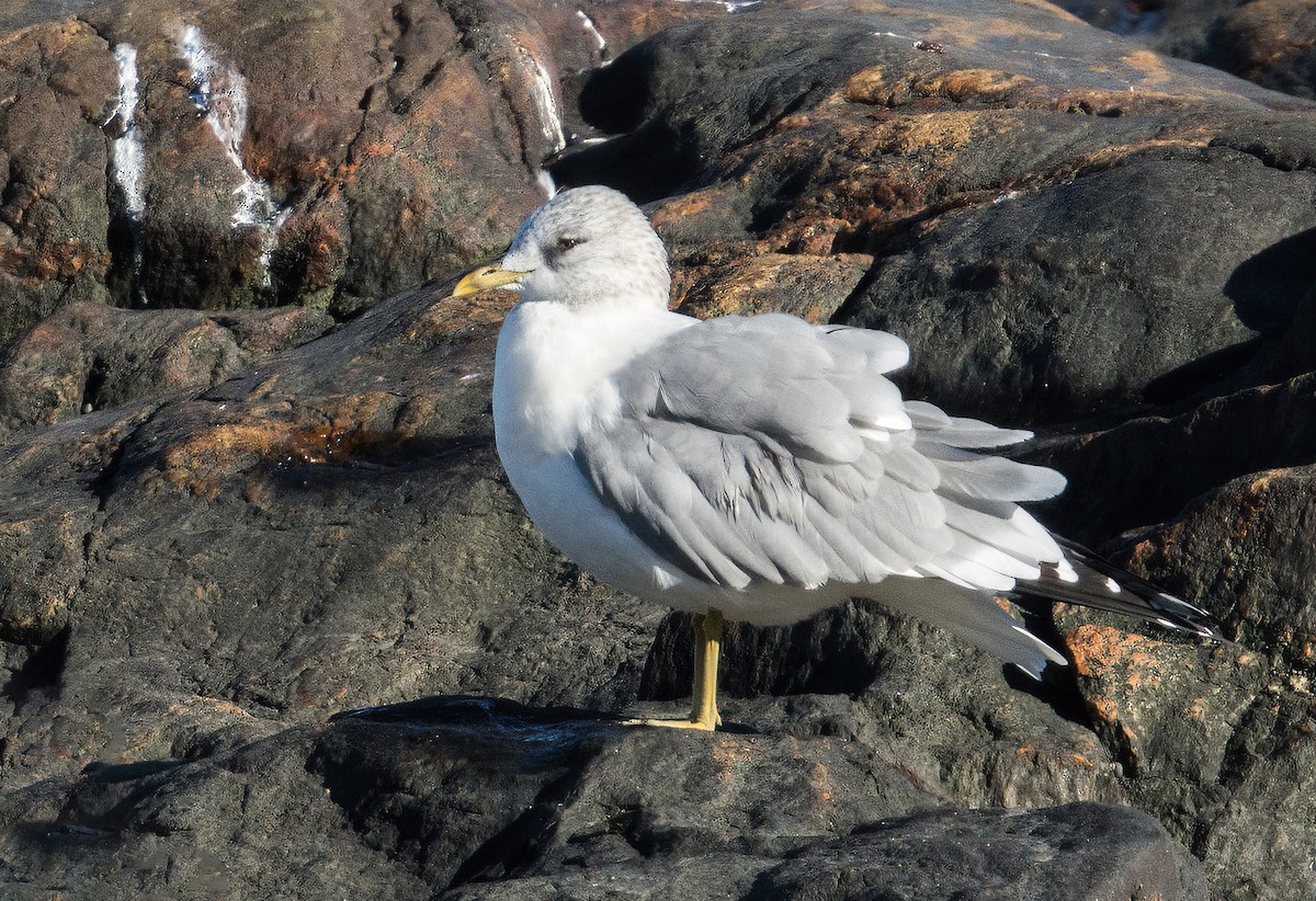 Common Gull - ML395119451