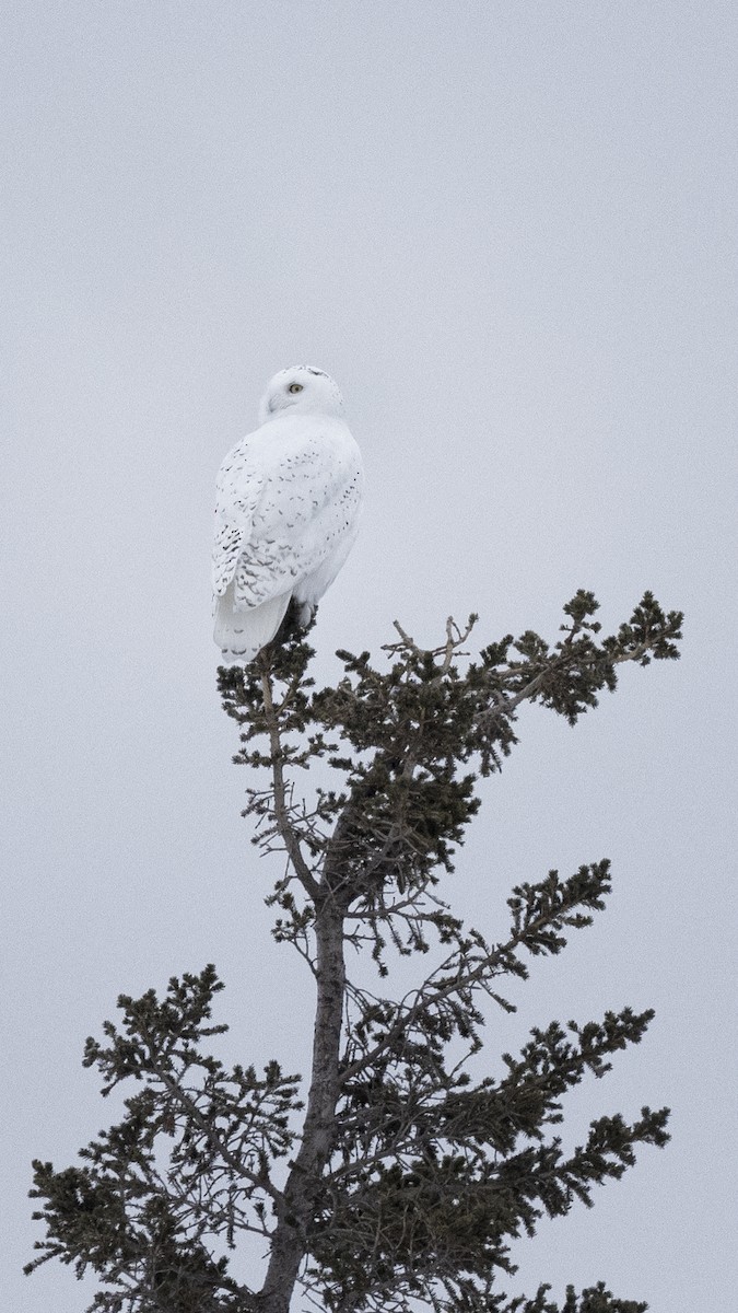 Snowy Owl - ML395121131