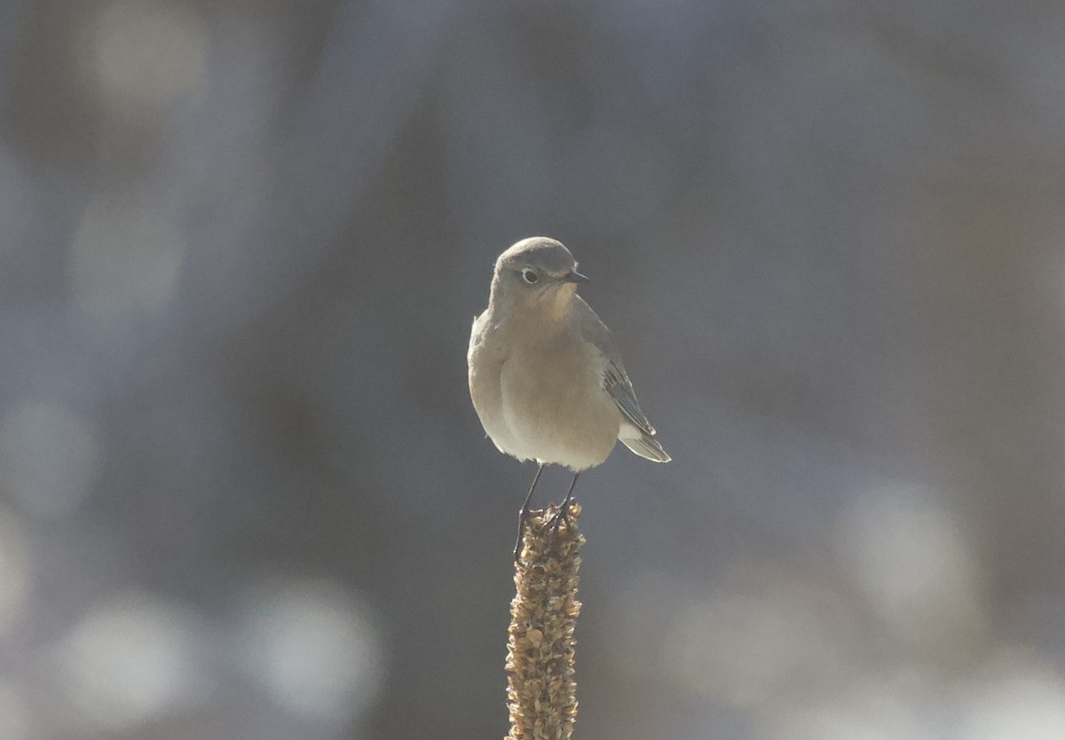 Mountain Bluebird - ML395121351