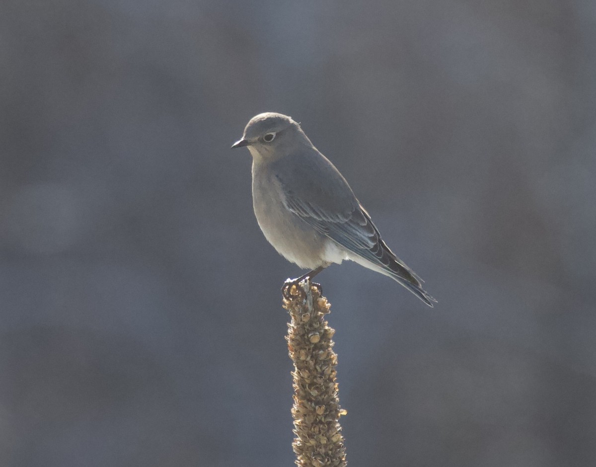 Mountain Bluebird - ML395121361