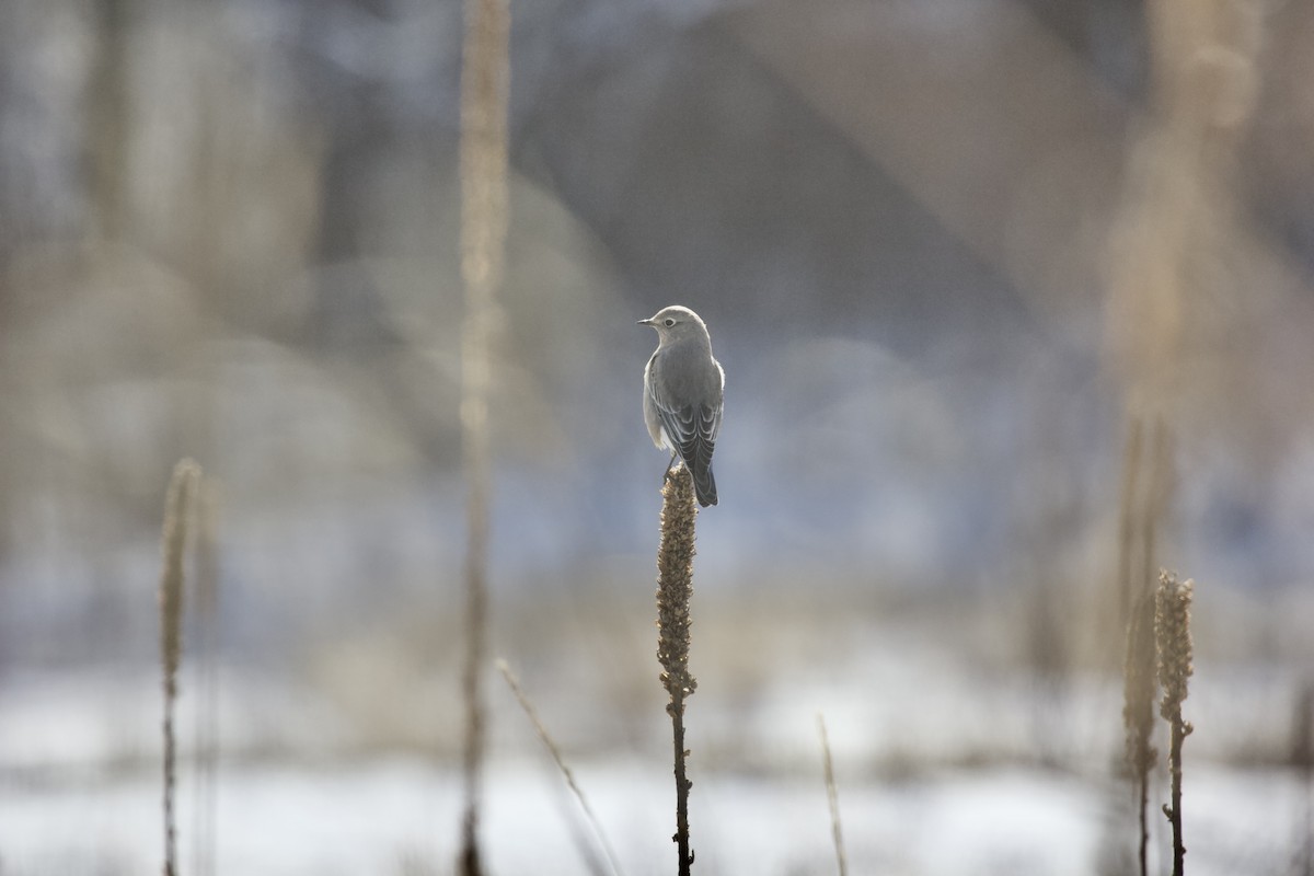 Mountain Bluebird - ML395121421