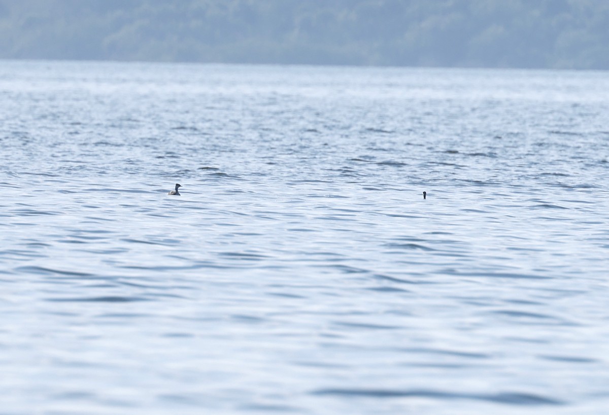 Horned Grebe - ML395121681