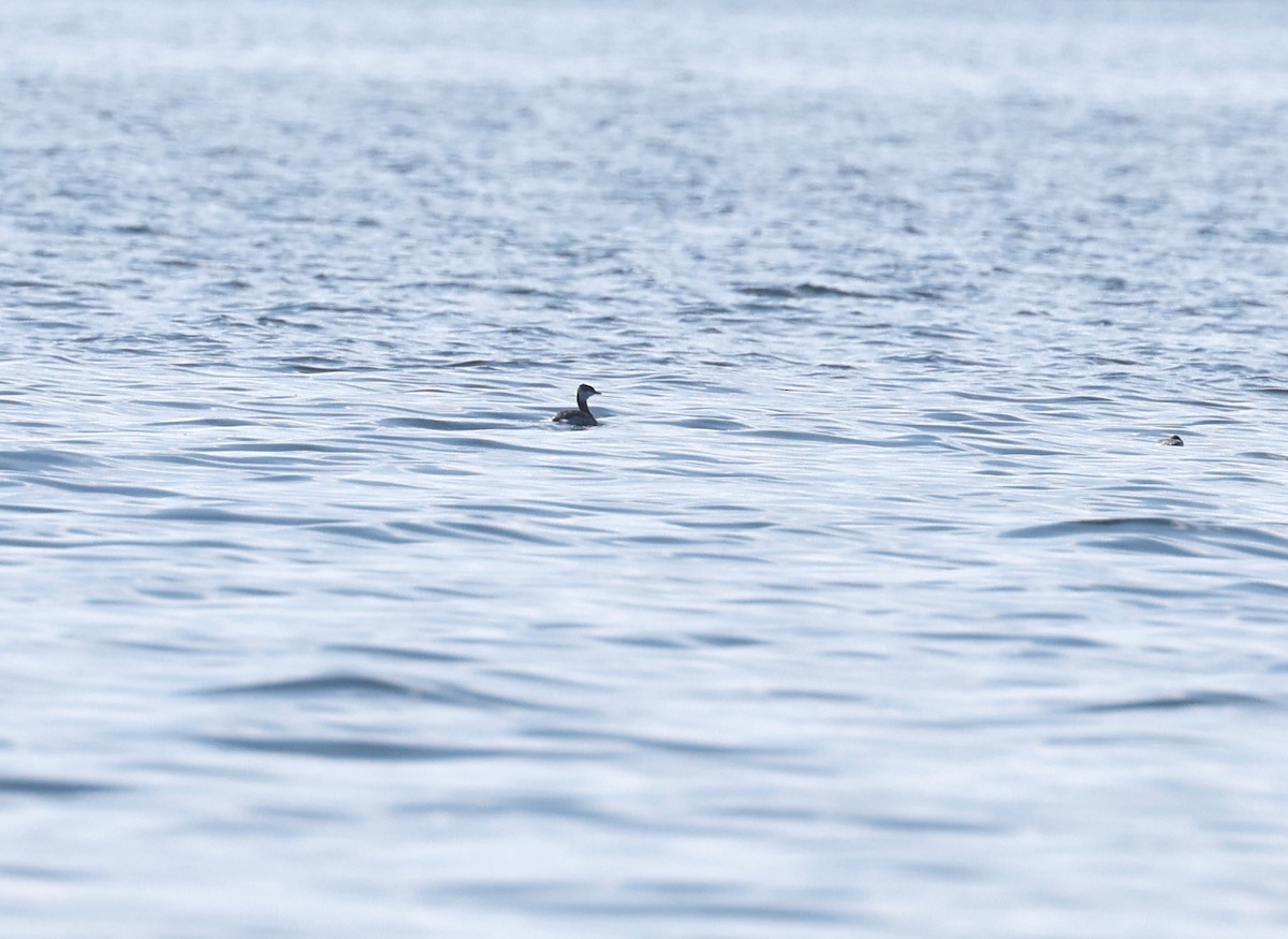 Horned Grebe - ML395121691