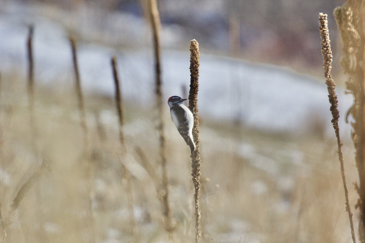 Downy Woodpecker - ML395121711