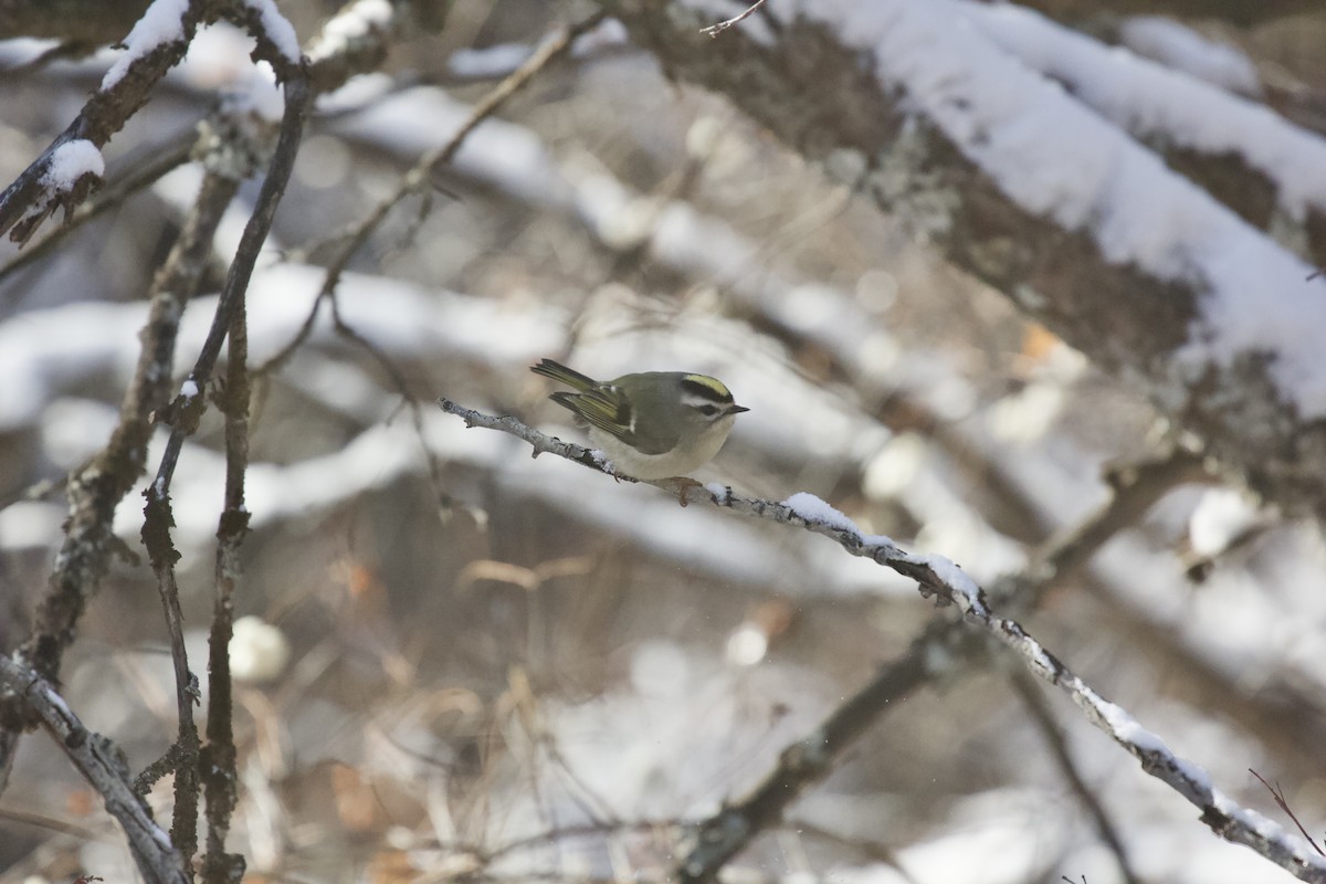 Golden-crowned Kinglet - ML395121741