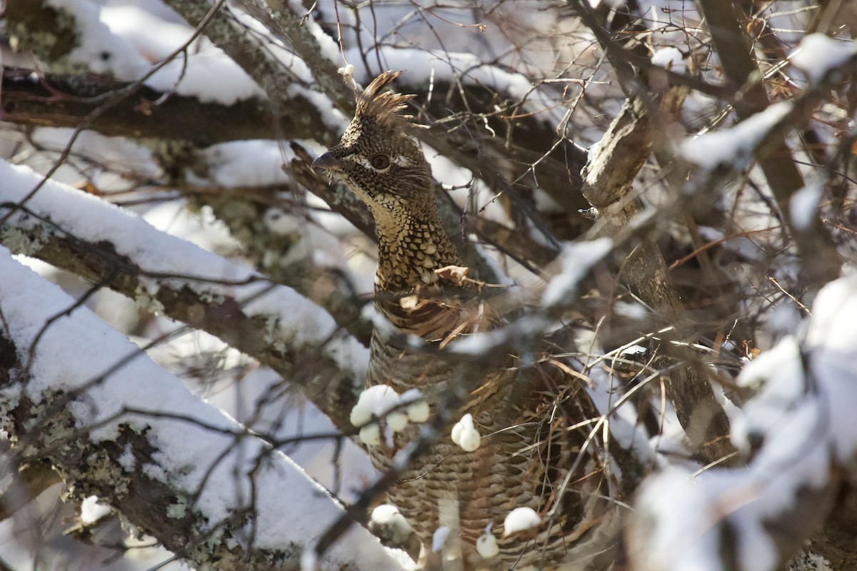 Ruffed Grouse - ML395121751