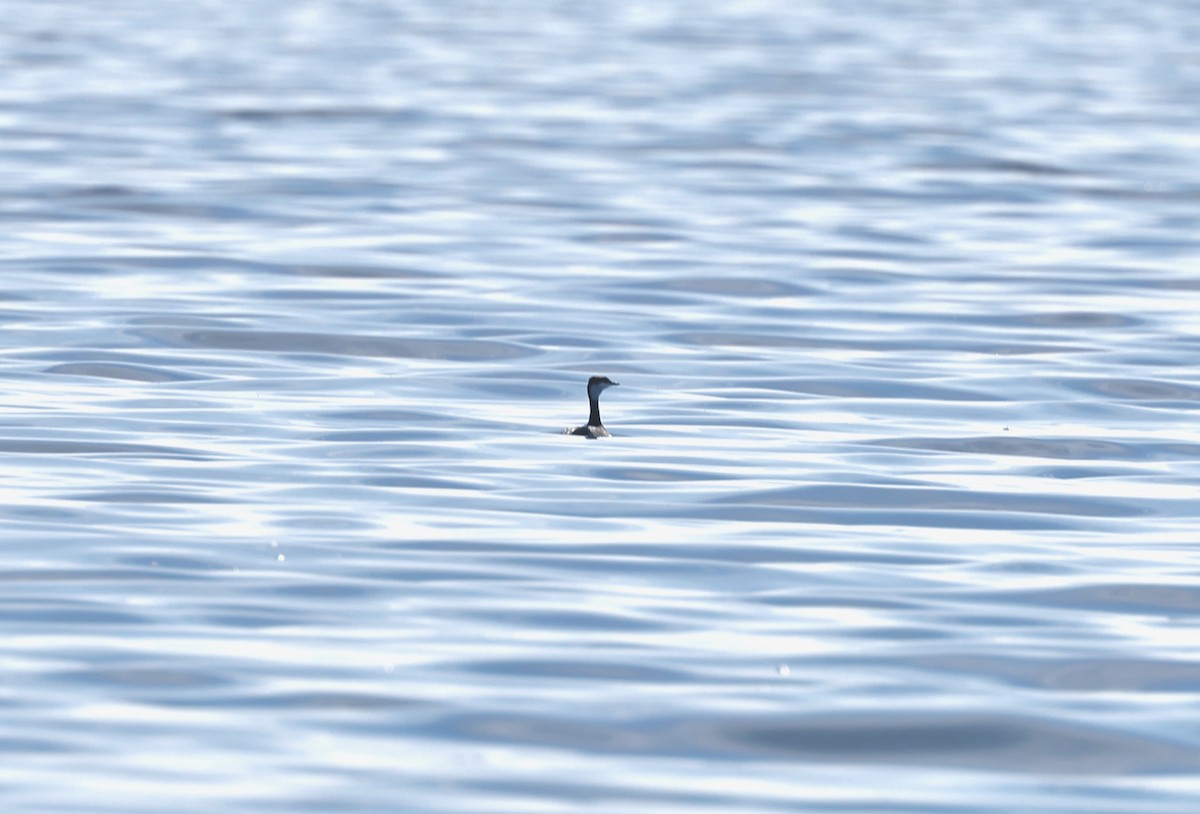 Horned Grebe - ML395121781