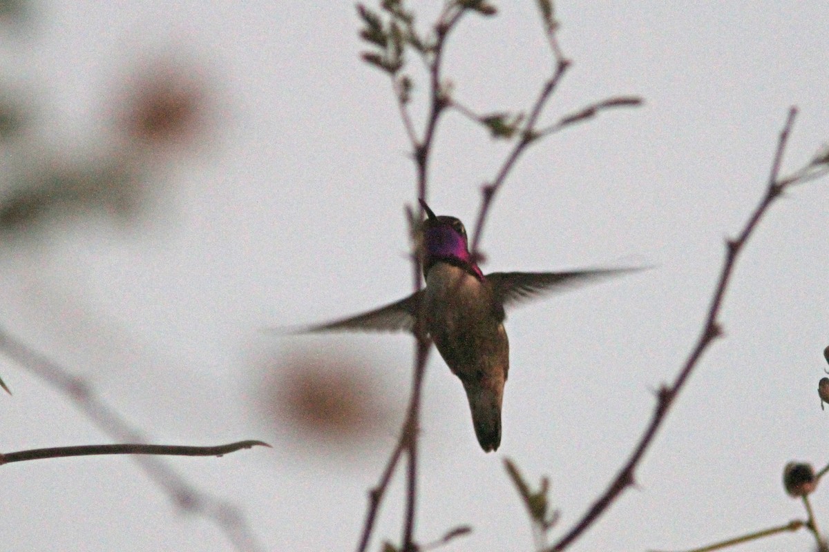 Costa's Hummingbird - Larry Therrien