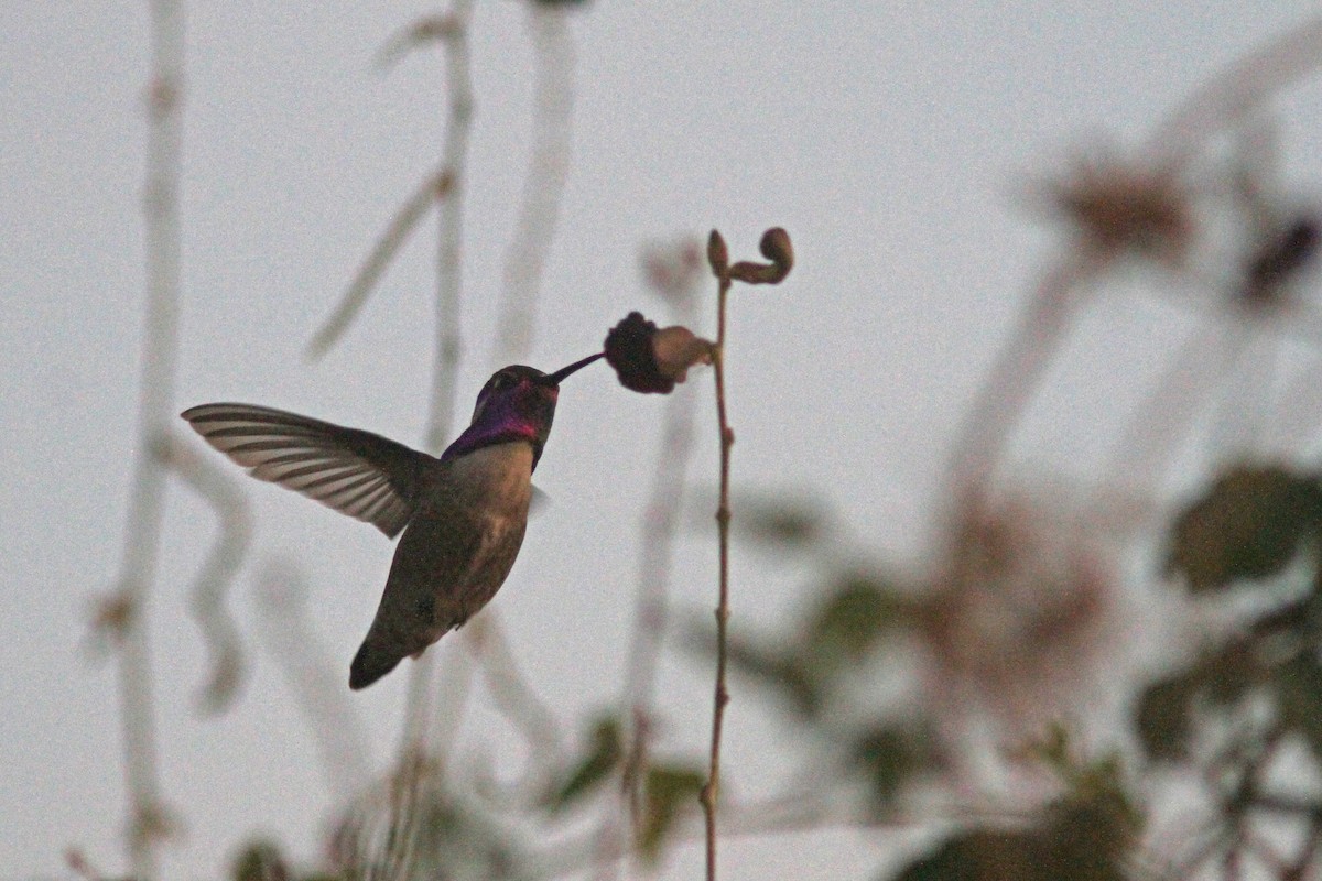 Costa's Hummingbird - Larry Therrien