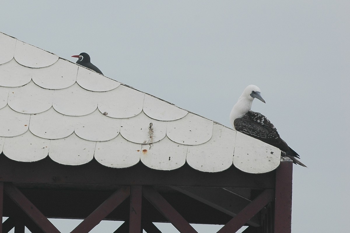 Peruvian Booby - Cathy Pasterczyk