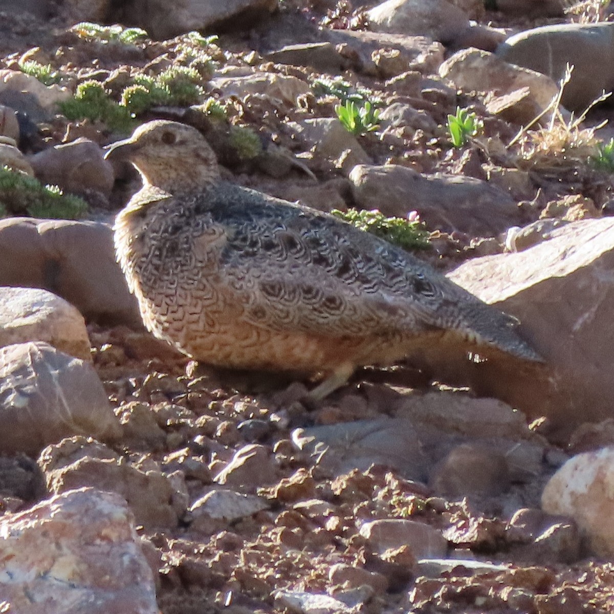 Rufous-bellied Seedsnipe - ML395123521