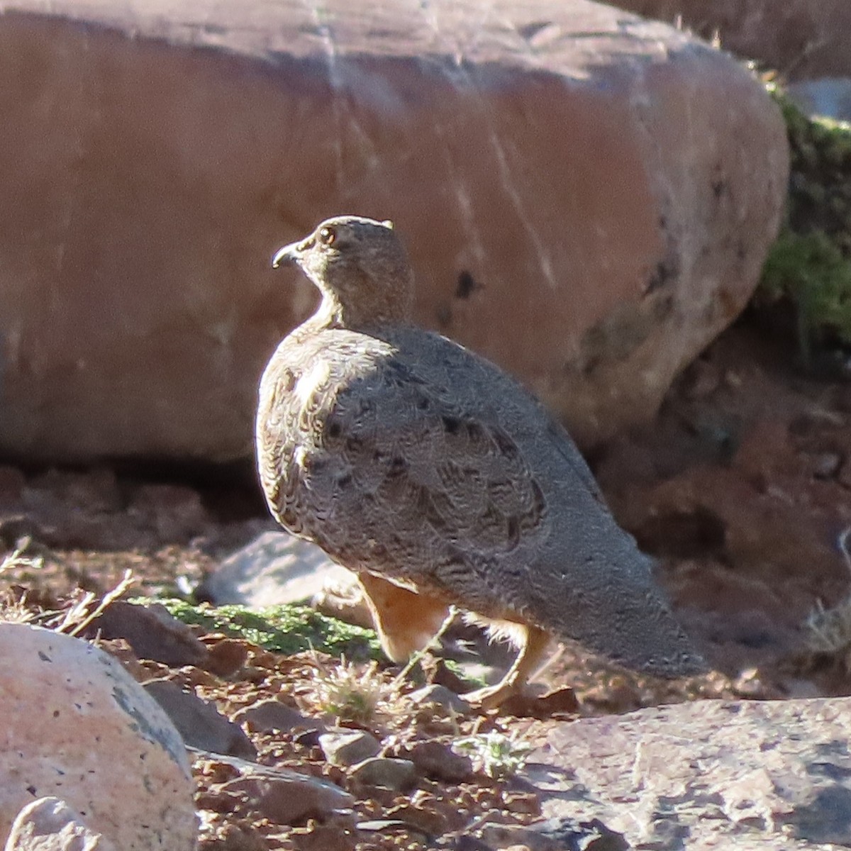 Rufous-bellied Seedsnipe - ML395123541