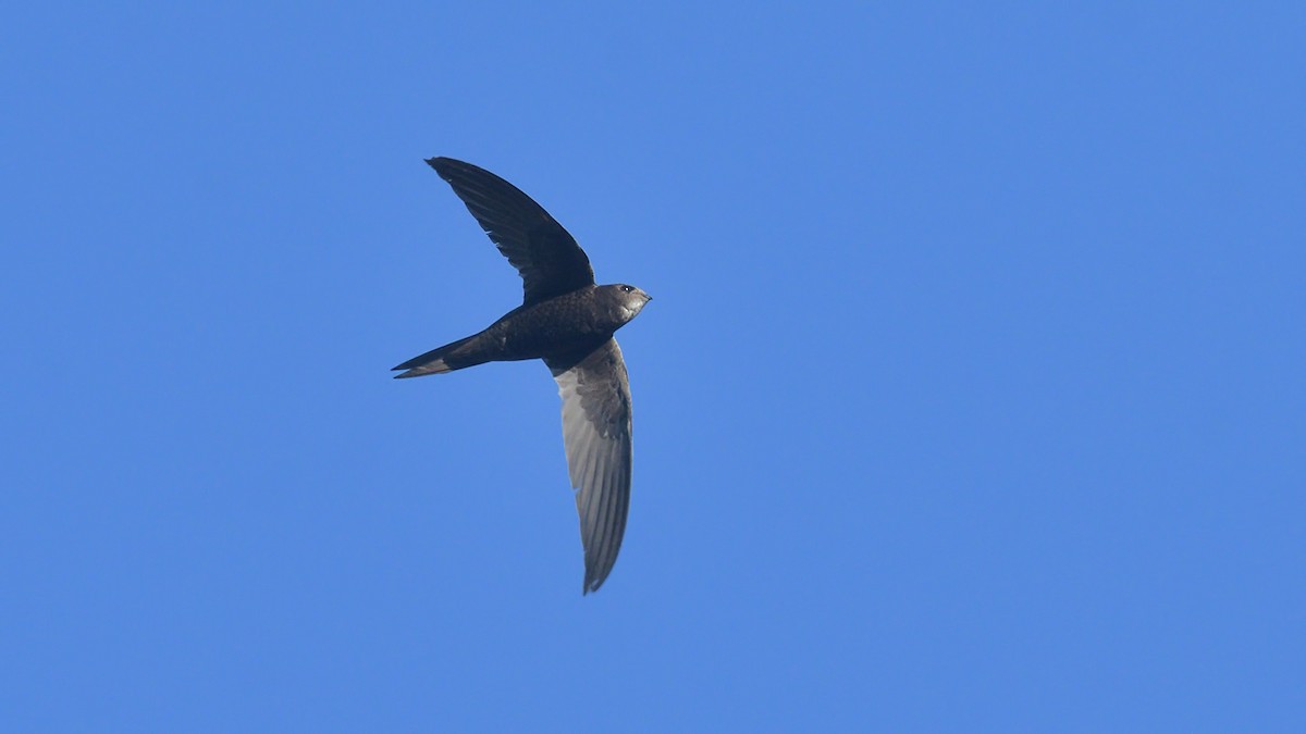 Common Swift - Kuzey Cem Kulaçoğlu