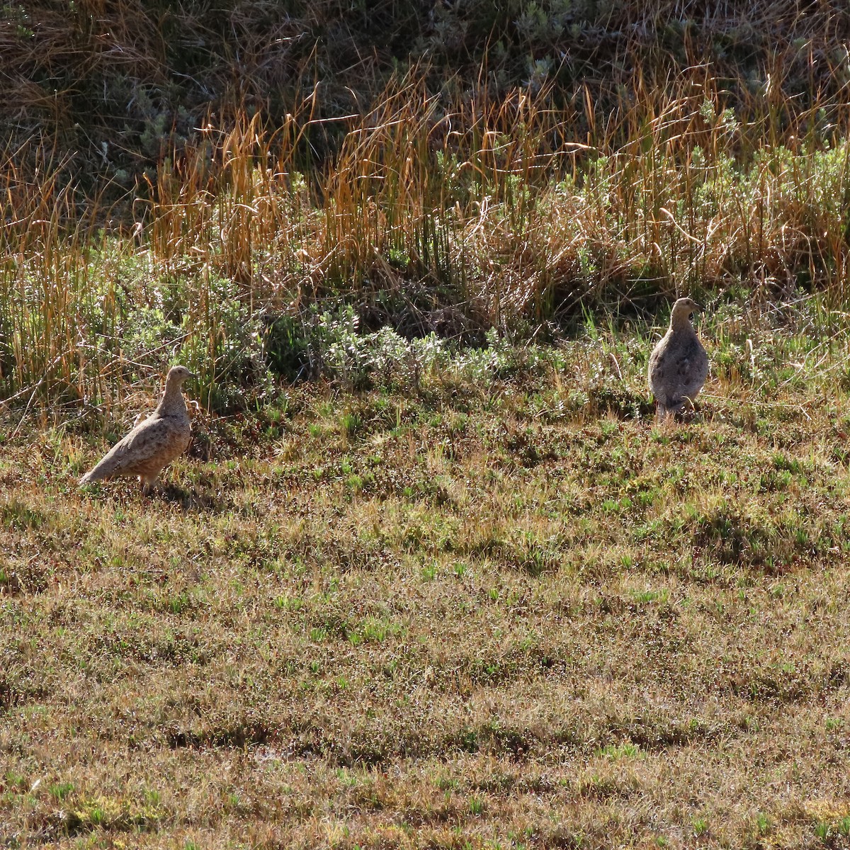 Rufous-bellied Seedsnipe - ML395123721