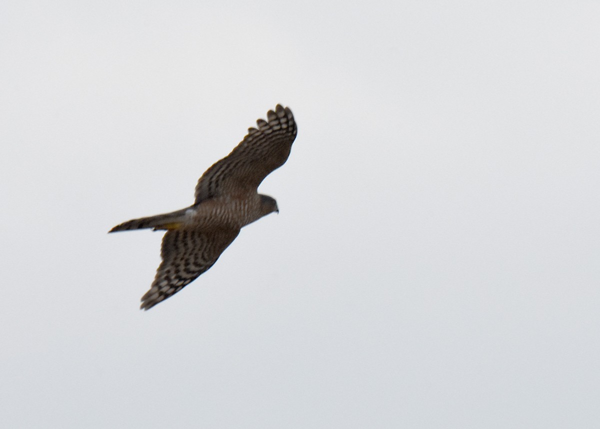 Sharp-shinned Hawk - ML395123991