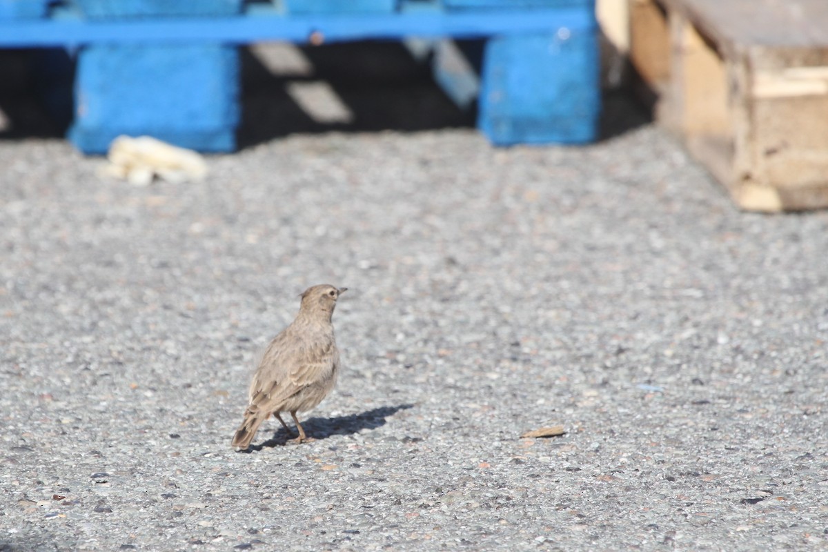 Crested Lark - ML395125941