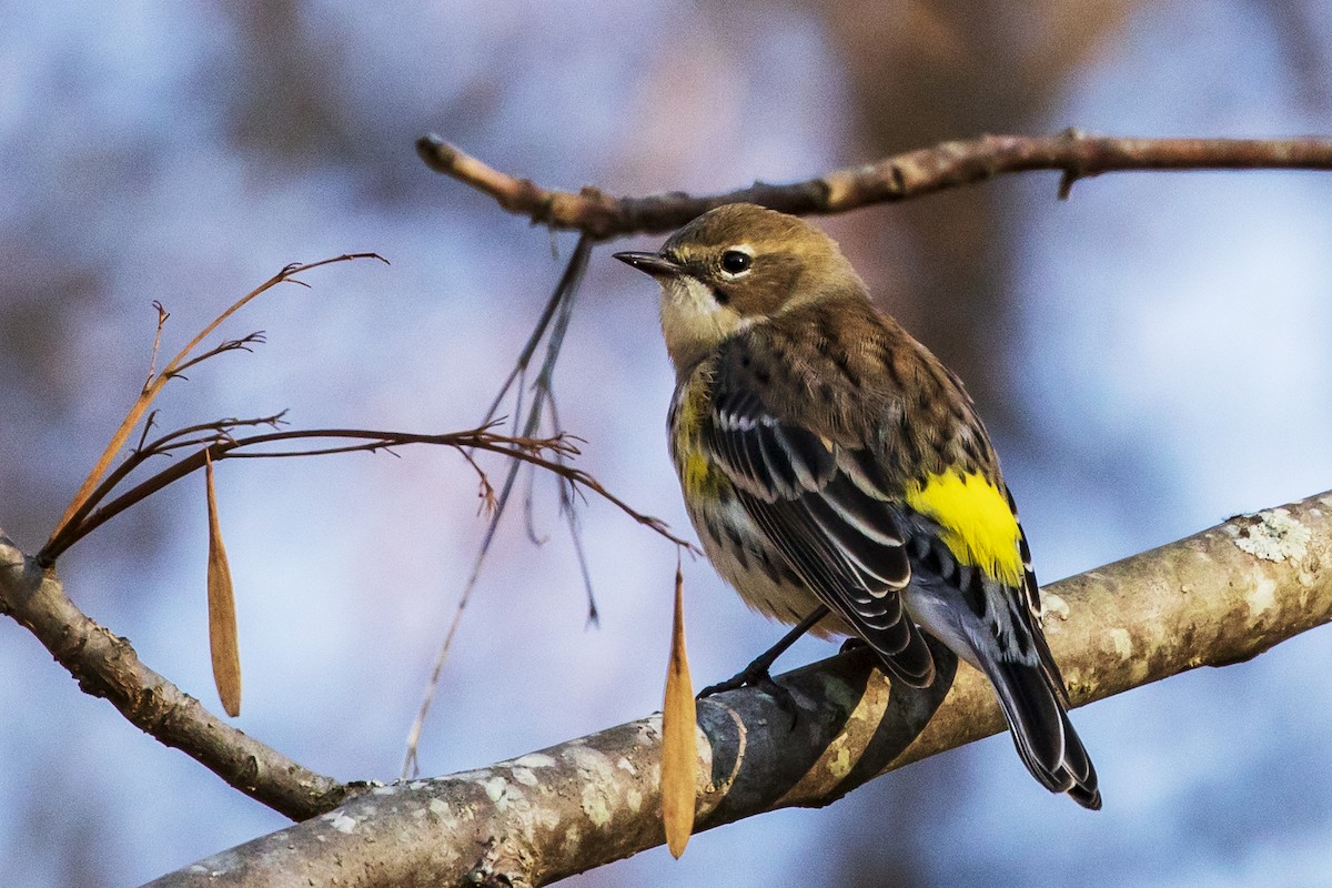 Пісняр-лісовик жовтогузий (підвид coronata) - ML395125991