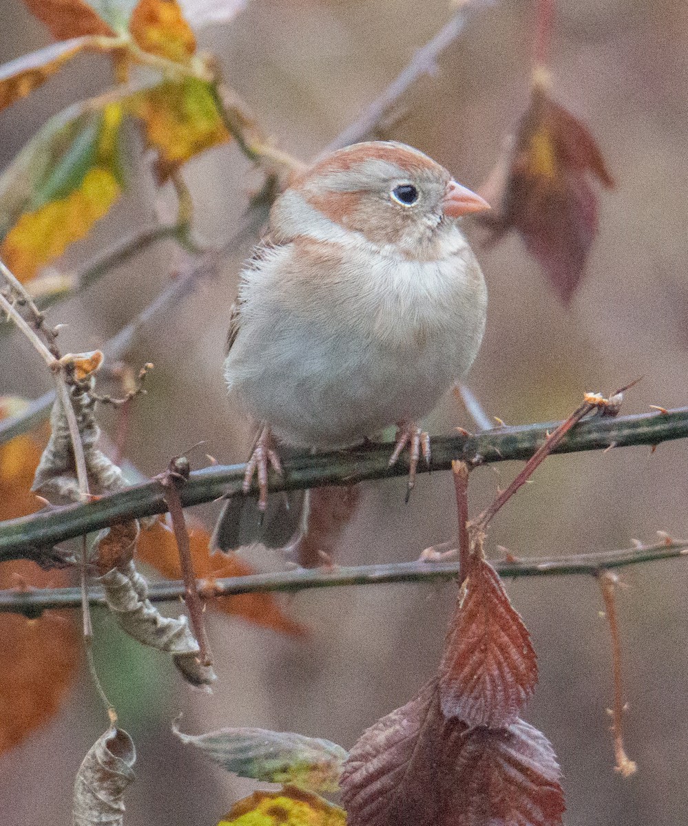 Field Sparrow - ML395126481