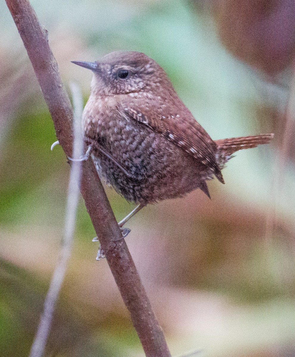 Winter Wren - ML395127861