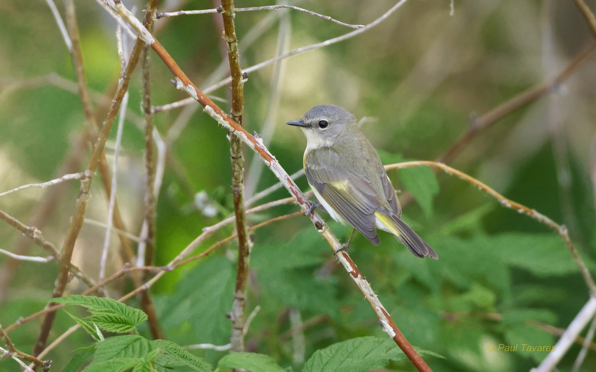 American Redstart - Paul Tavares