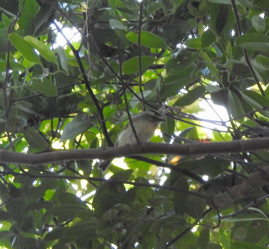 Golden-crowned Kinglet - ML395128351