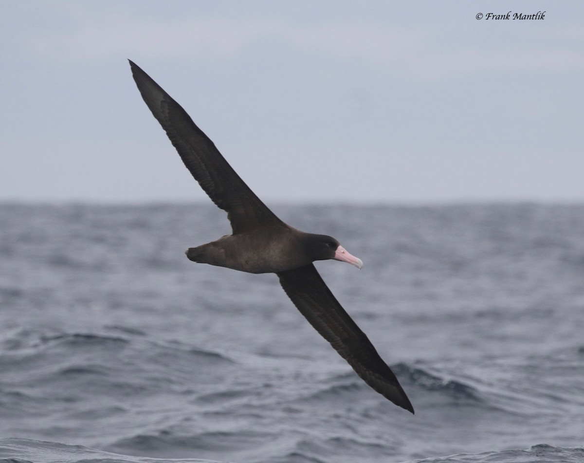 Short-tailed Albatross - ML395128851