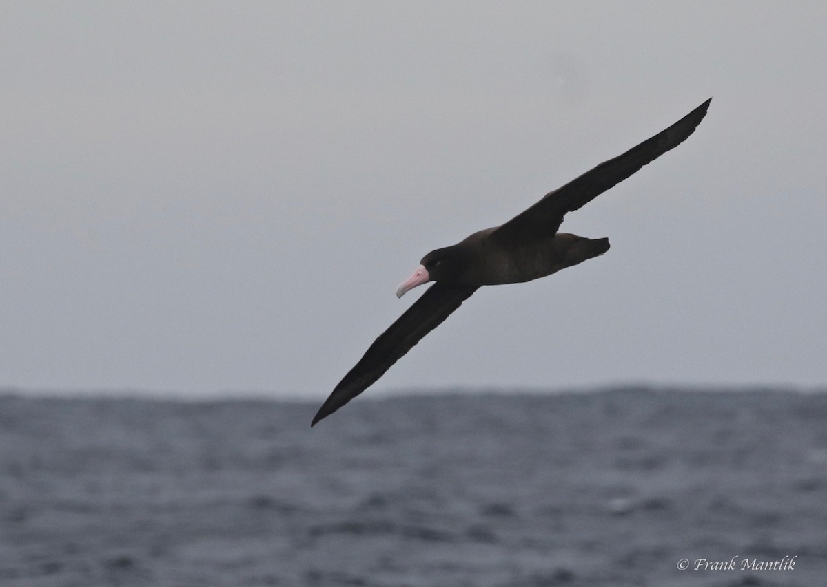 Short-tailed Albatross - ML395128881