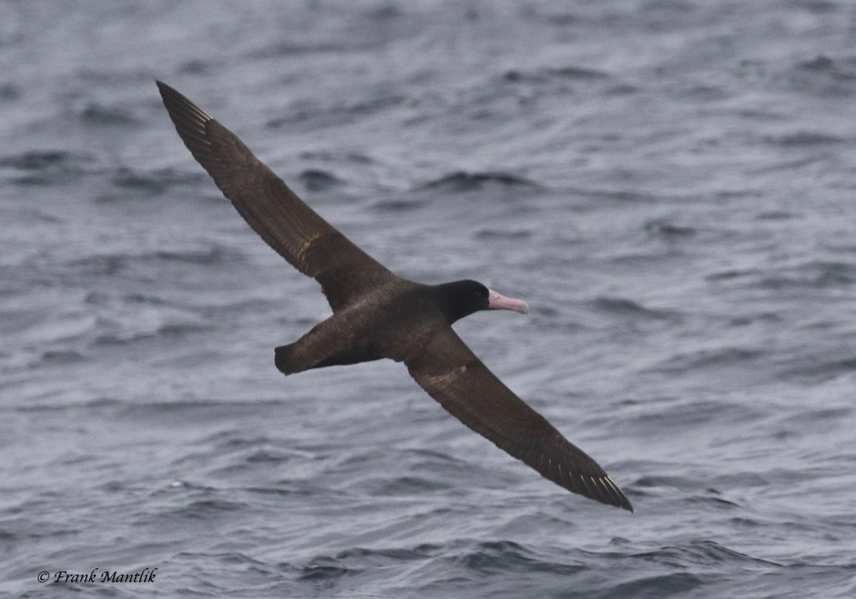 Short-tailed Albatross - ML395128891