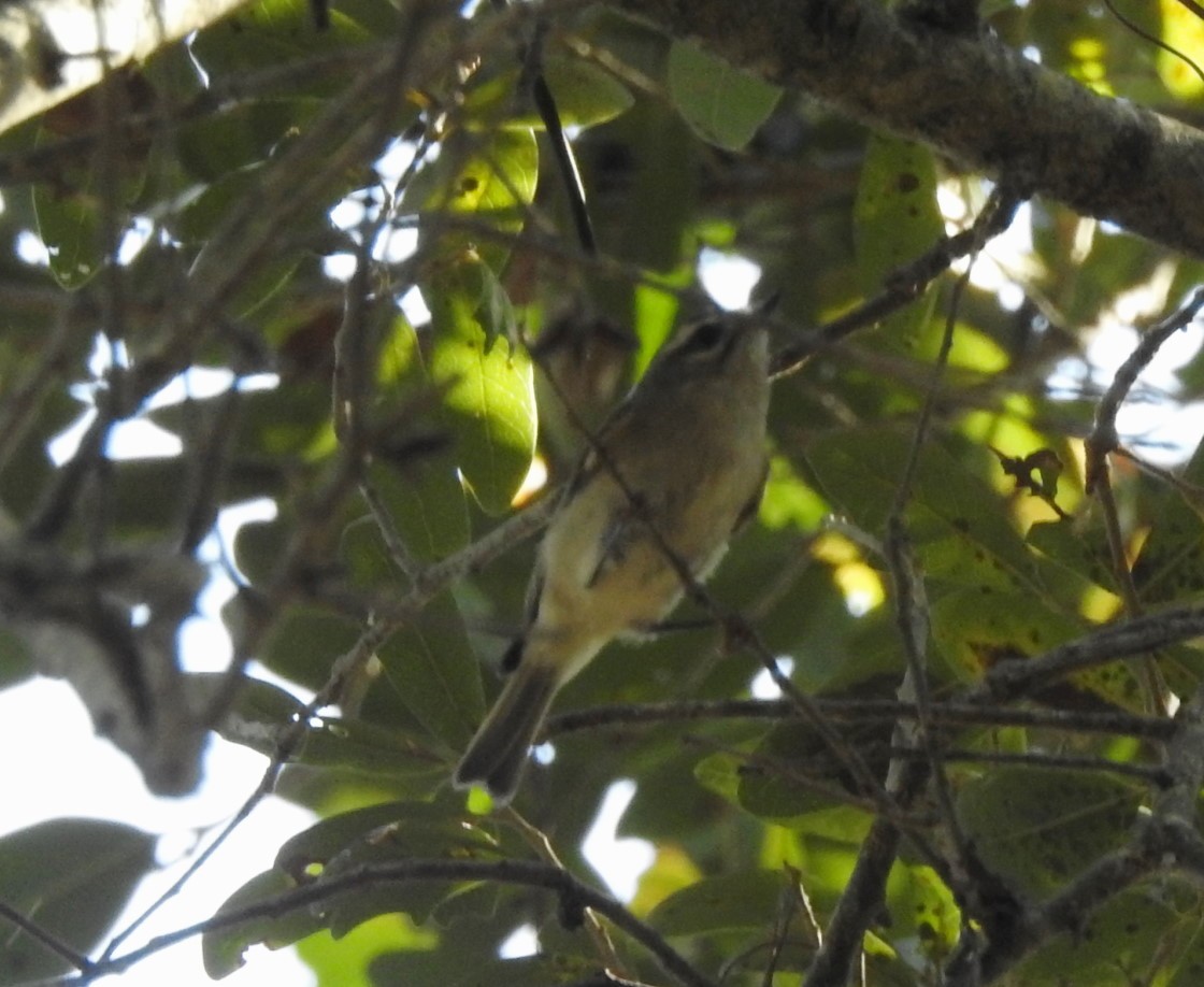 Golden-crowned Kinglet - ML395128921