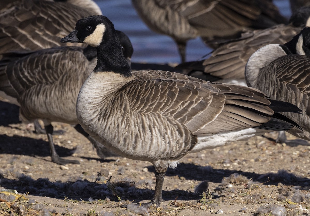 Cackling Goose - ML395129041