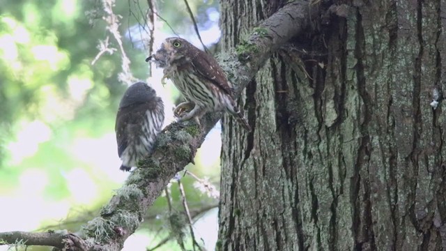 Northern Pygmy-Owl (Pacific) - ML395130271