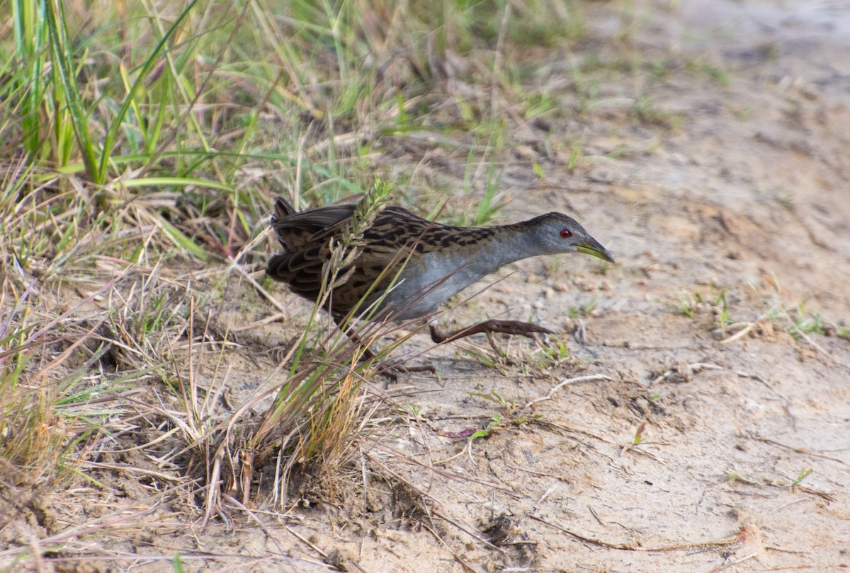 Ash-throated Crake - Larry Joseph