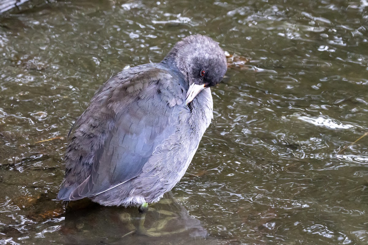 American Coot - Gretchen Locy