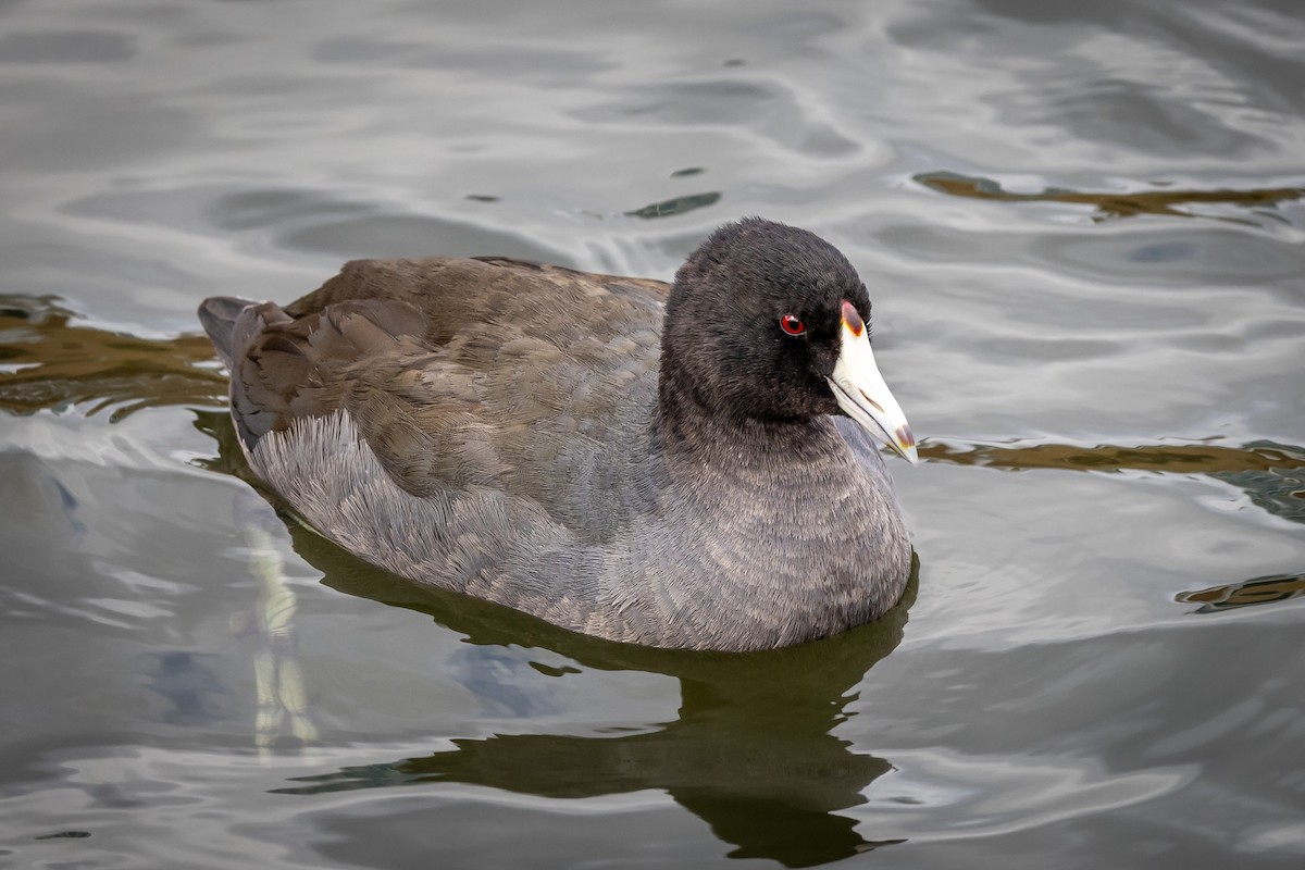 American Coot - ML395132111