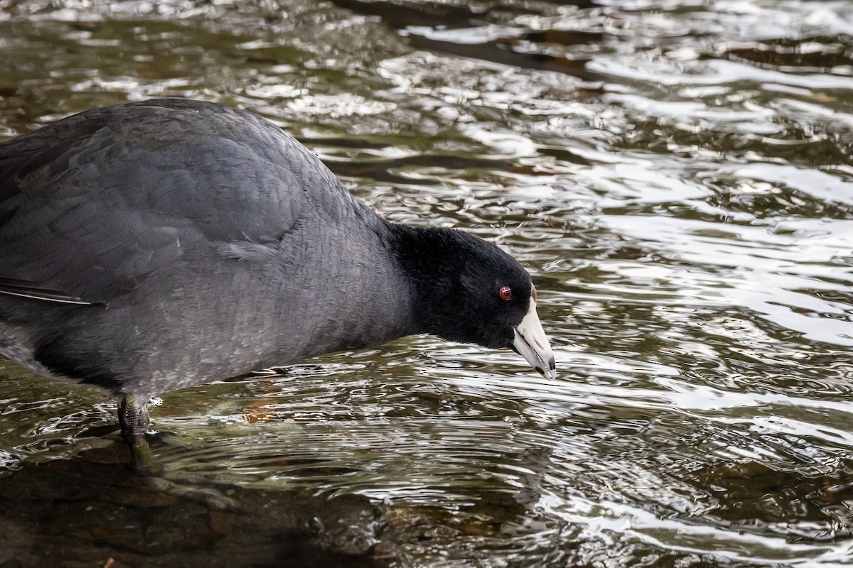 American Coot - ML395132121