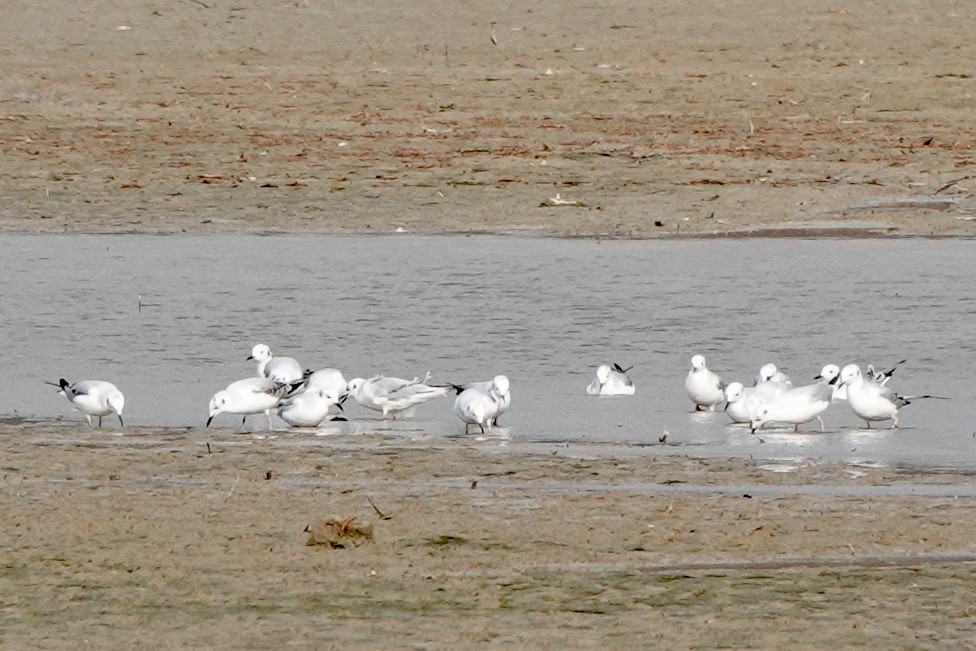 Bonaparte's Gull - ML395134281