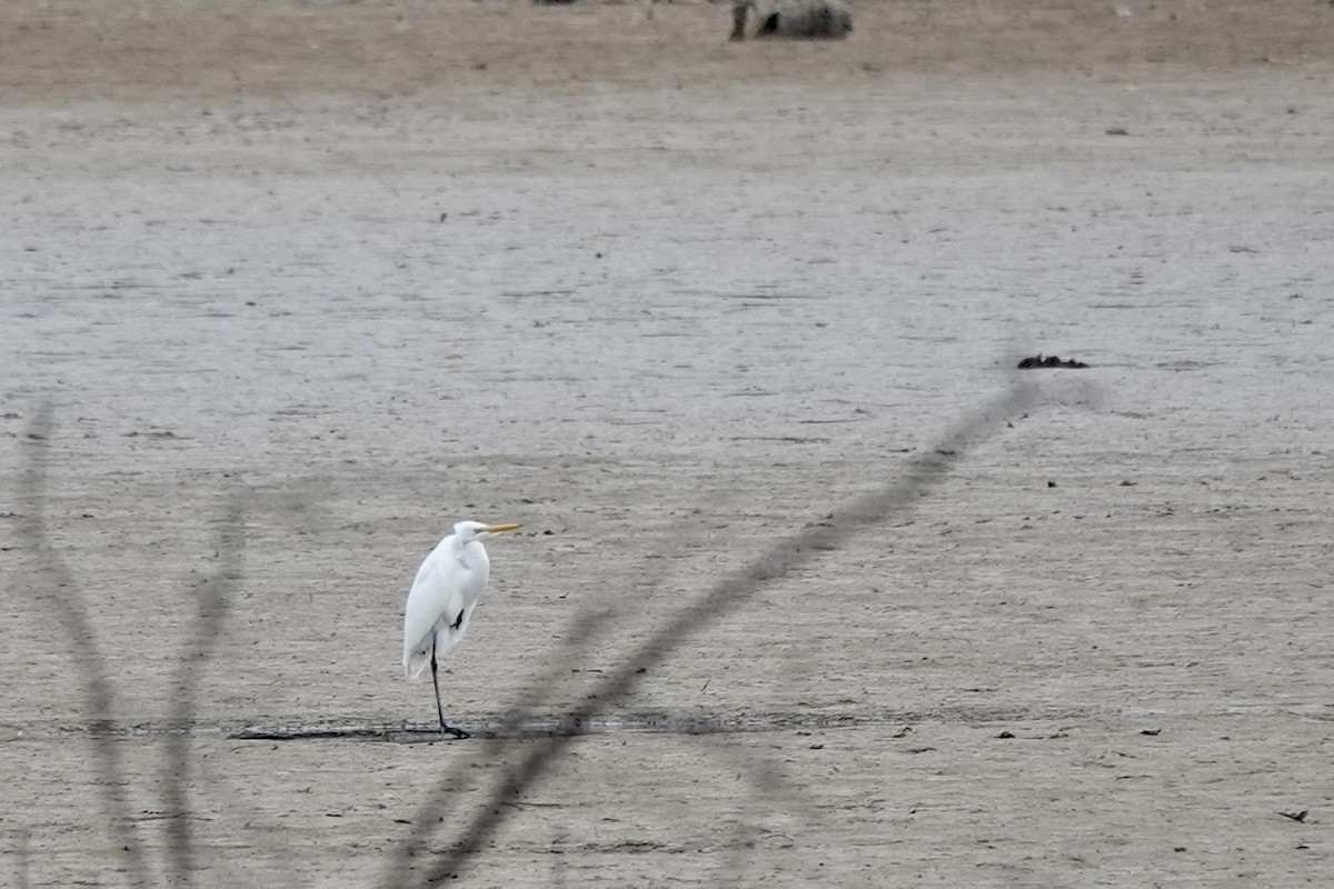 Great Egret - ML395134371