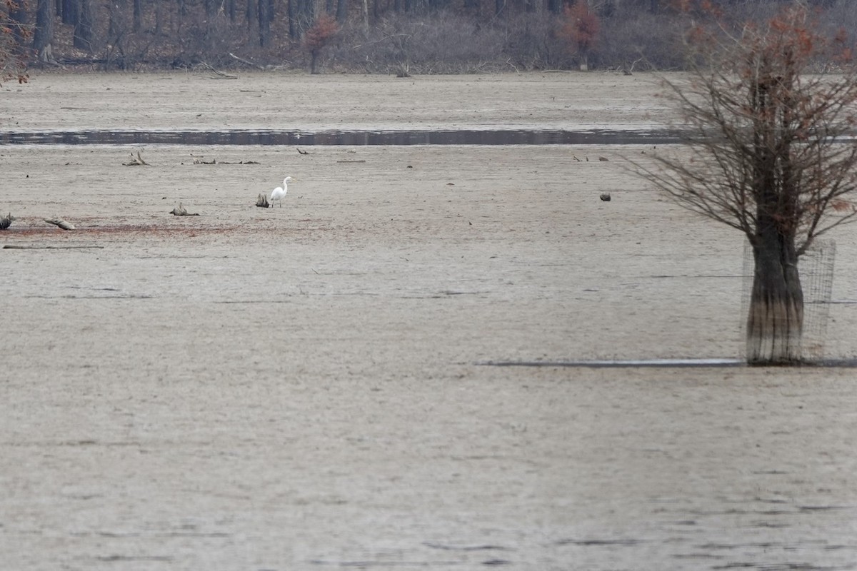 Great Egret - ML395134401