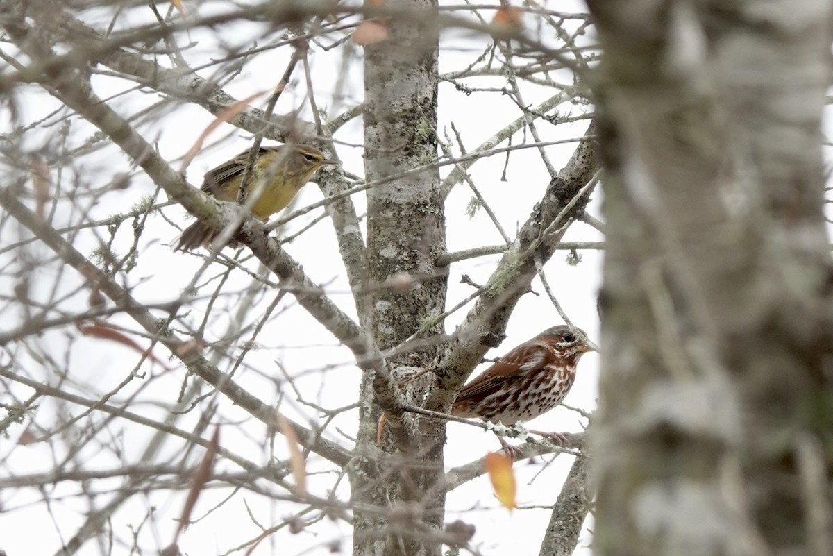 Palm Warbler - ML395134861