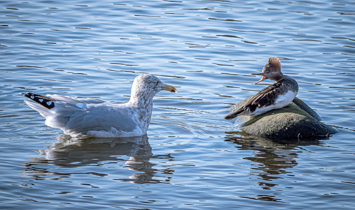 Hooded Merganser - ML395135611