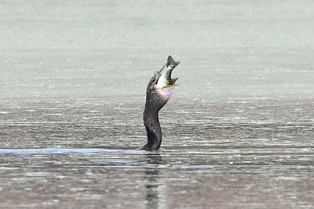 Double-crested Cormorant - Lewis Gray