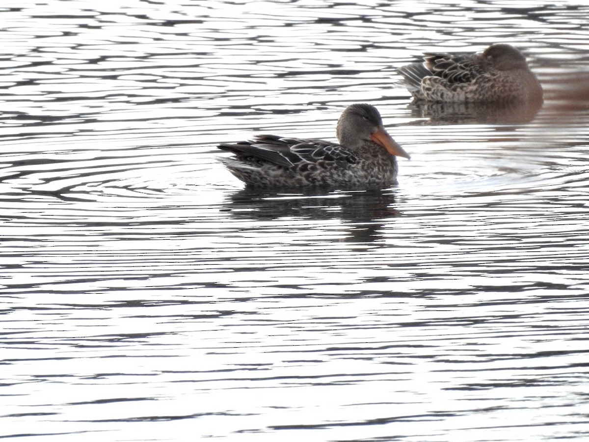 Northern Shoveler - ML395141261