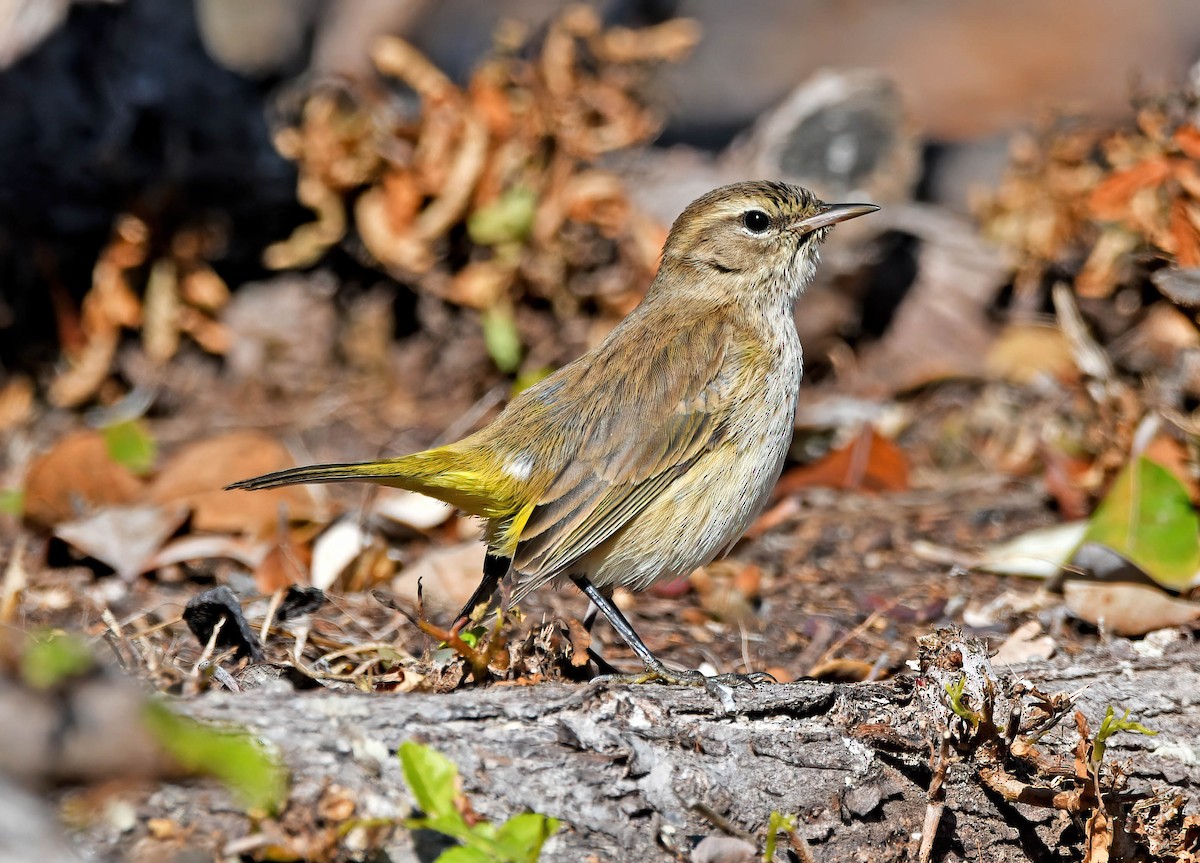 Palm Warbler - ML395141271