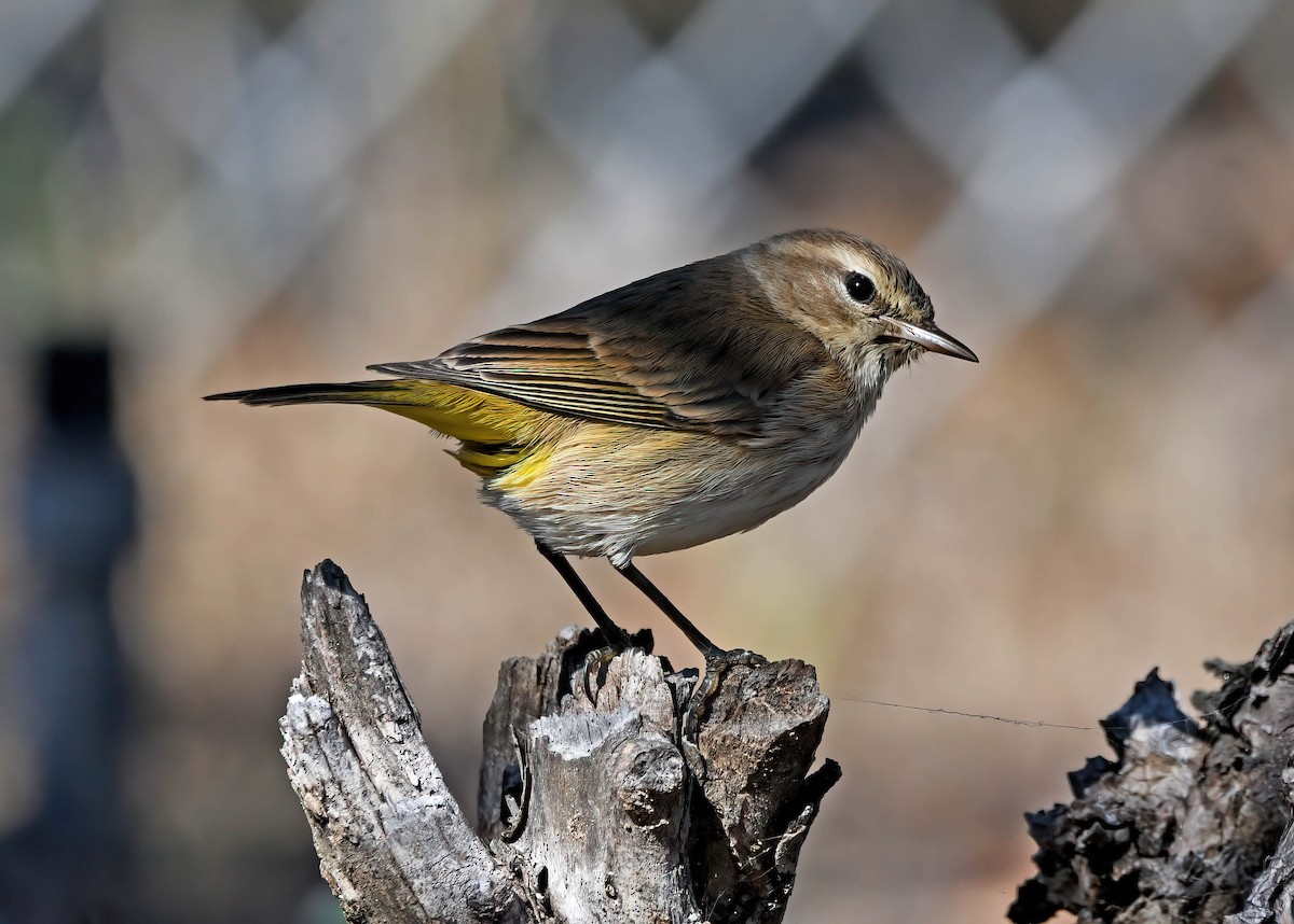 Palm Warbler - ML395141301